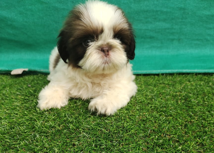 Shih Tzu